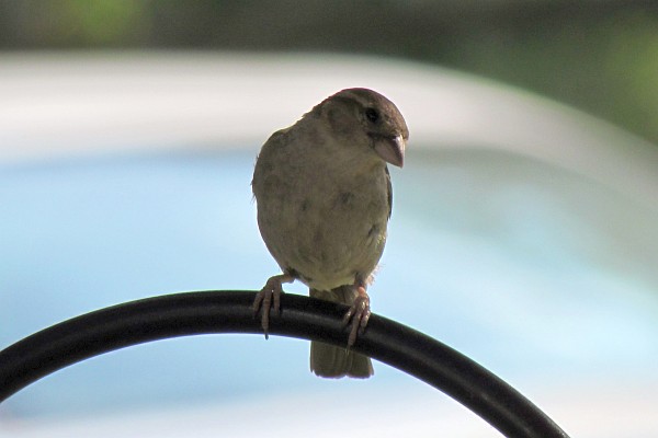 a female house sparrow on our shepherd's crook