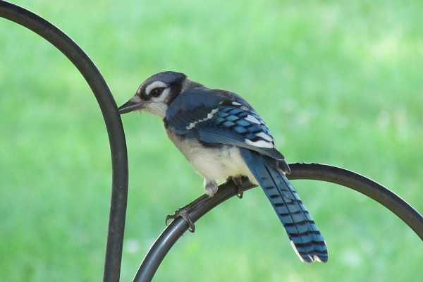 a blue jay on the shepherd's crook