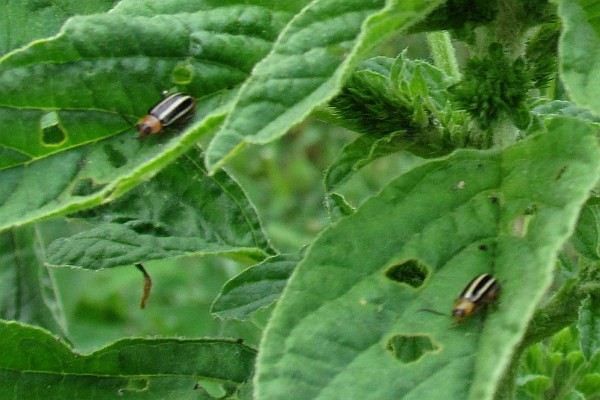 Cucumber Beetles