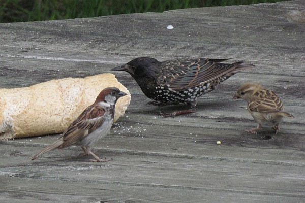 a male and a female House Sparrow and a Starling begin to eat the loaf of bread