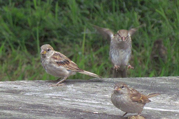 House Sparrows eating old bread