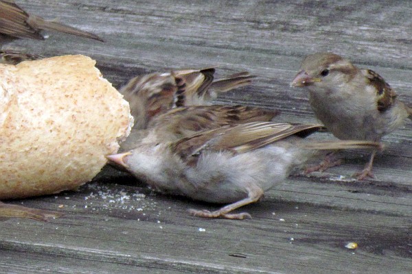 close up of one House Sparrow on its side eating