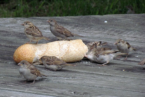 HOuse Sparrows eating old bread