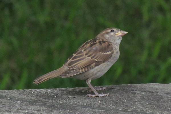 female House Sparrow