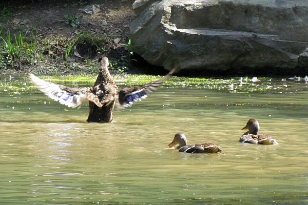 a male shows off his wing span (I)