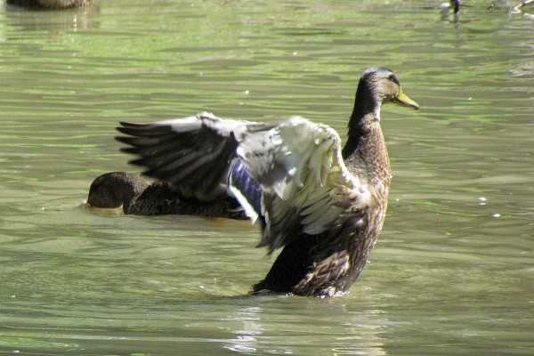 a male shows off his wing span (II)