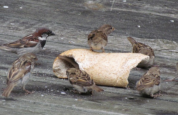 at least one bird is inside the loaf