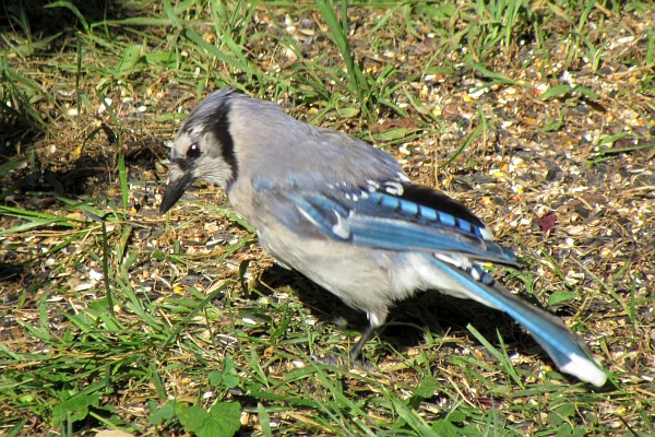 a blue jay on the ground again