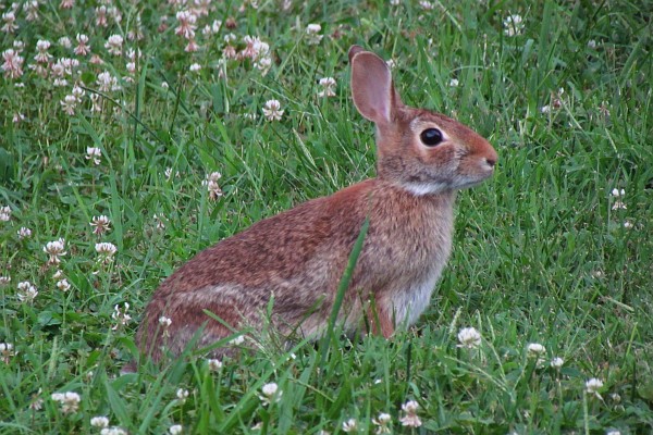 Cottontail Rabbit