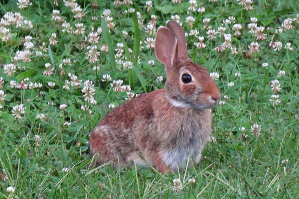 Cottontail Rabbit