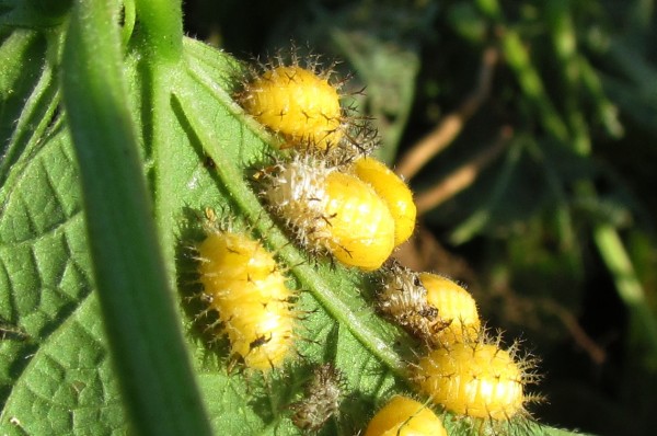 Mexican Bean Beetle larvae