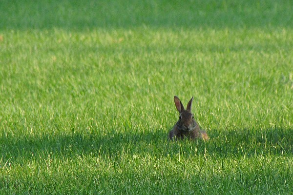 a rabbit in a lawn of grass