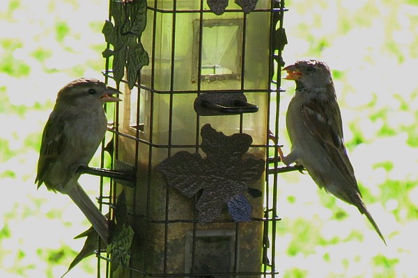 two female hourse sparrows eating bird seed