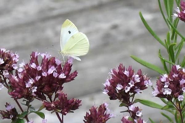 Small White Butterfly