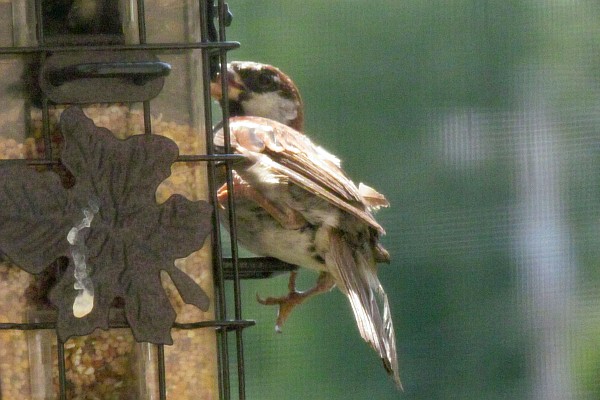 a male House Sparrow at our feeder