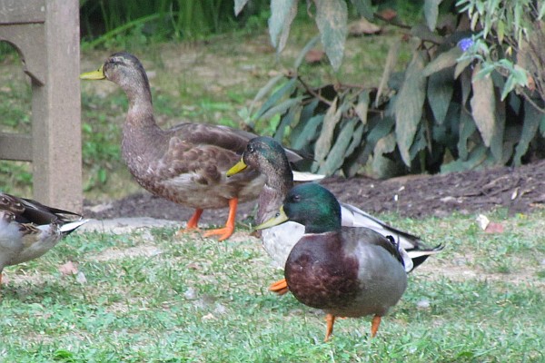 male Mallard in fron with a female Mallard duc behind