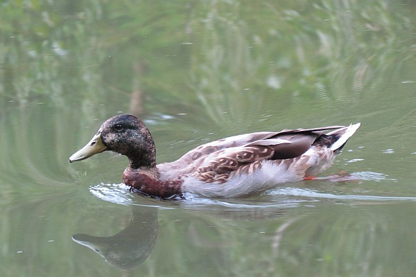 an old male Mallard?