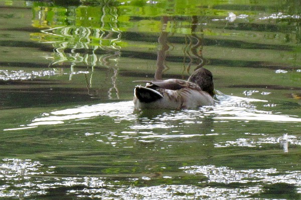 a male Mallard duck at the JMU arboretum