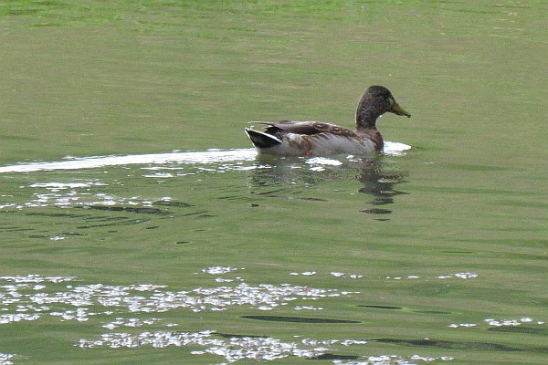 a male Mallard duck