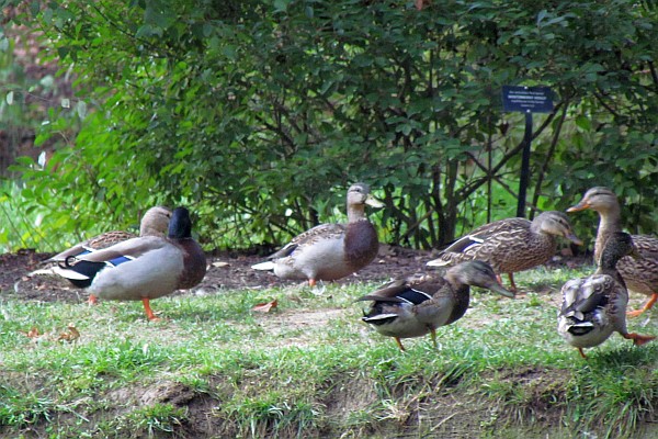 a good sampling of the flock of Mallards at the arboretum