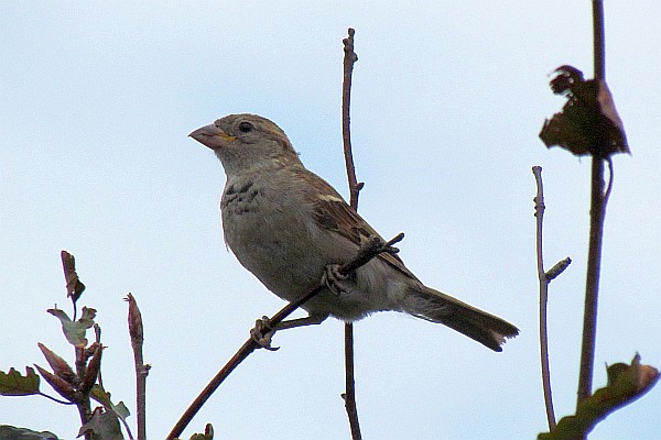 a lone male House Sparrow in the same tree