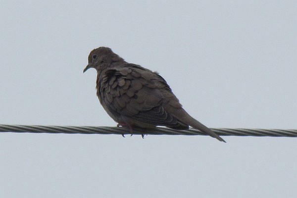 Mourning Dove on electric wire