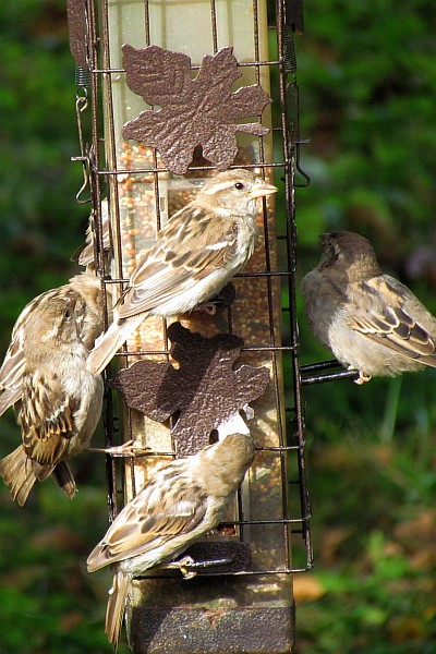 House Sparrows clog the feeder