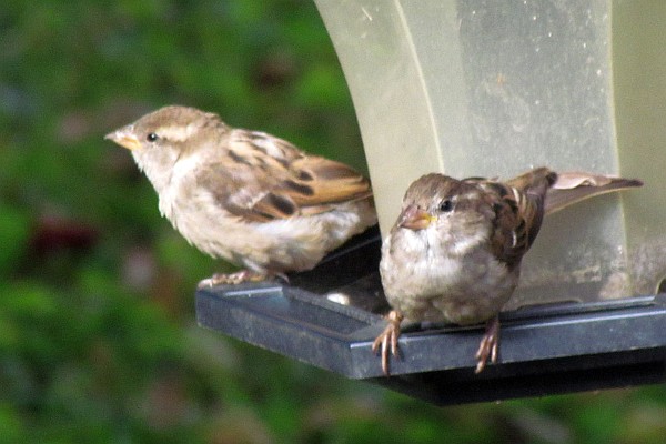 two House Sparrow on the other feeder
