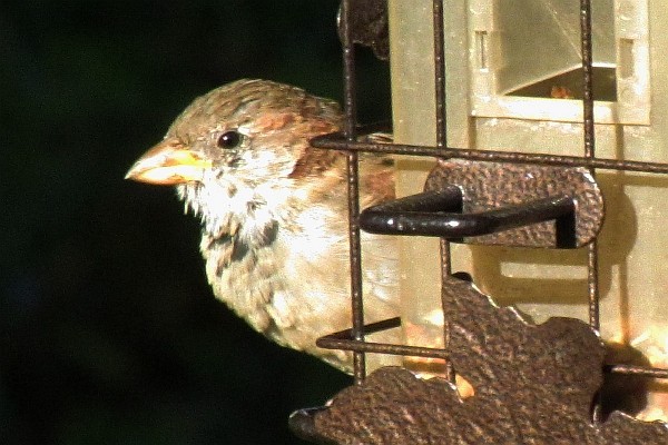 a close-up of a House Sparrow looking straight ahead