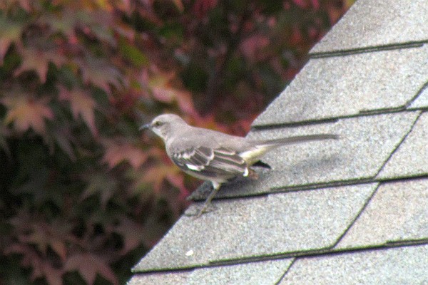 Mocking Bird on neighbor's house roof