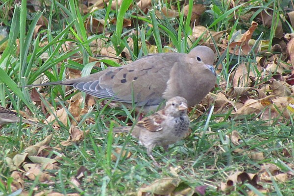 Mourning Dove and a female House Sparrow