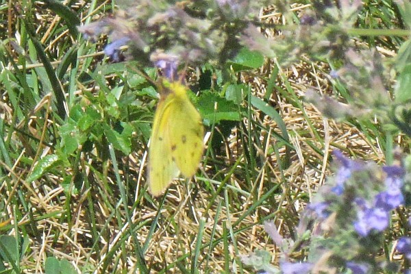 clouded yellow butterfly