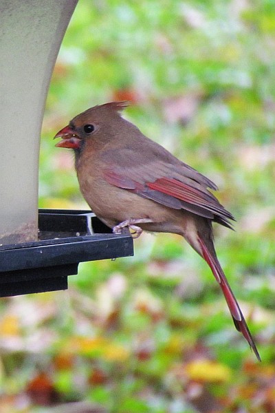 female Cardinal (I)