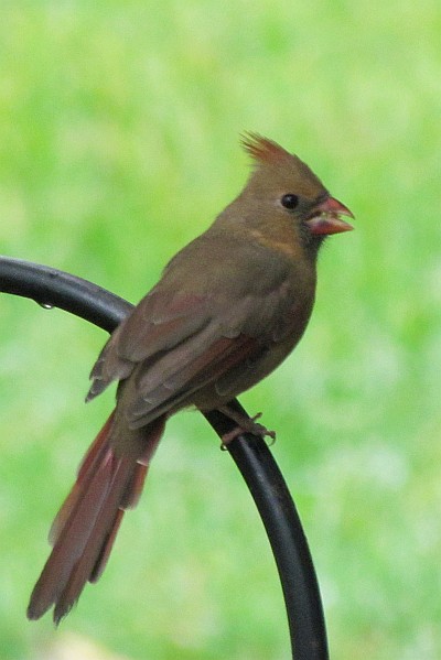 female Cardinal (II)