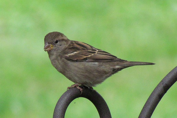 female House Sparrow (i)