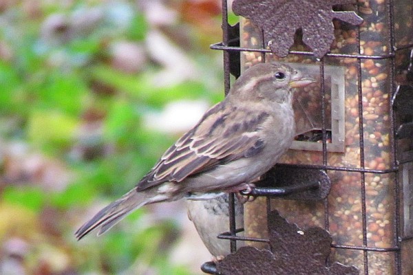 female House Sparrow (II)