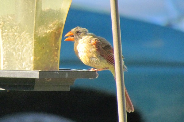 immature cardinal