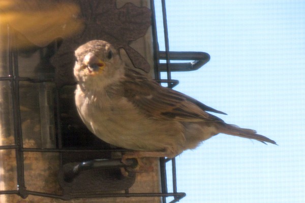 female house sparrow