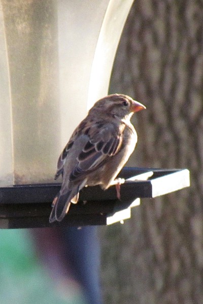 female House Sparrow--light from right (I)