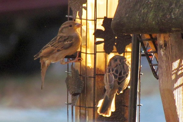 female House Sparrows--light from right (II)