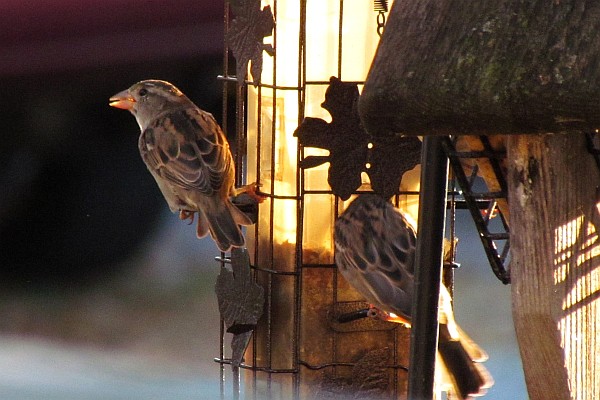 female House Sparrows--light from right (III)