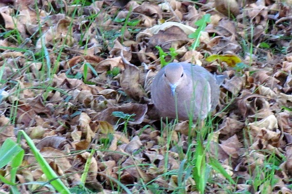 Mourning Dove looks toward camera