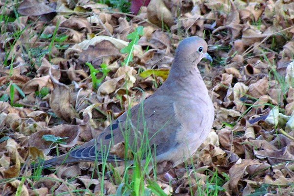 Mourning Dove looks straight-ahead