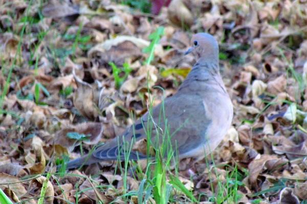 Mourning Dove twists head to look back