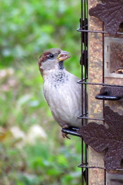 the underside of a male House Sparrow