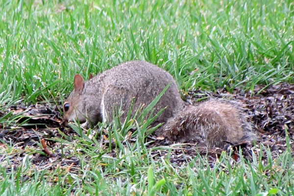 gray squirrel hunting for seeds