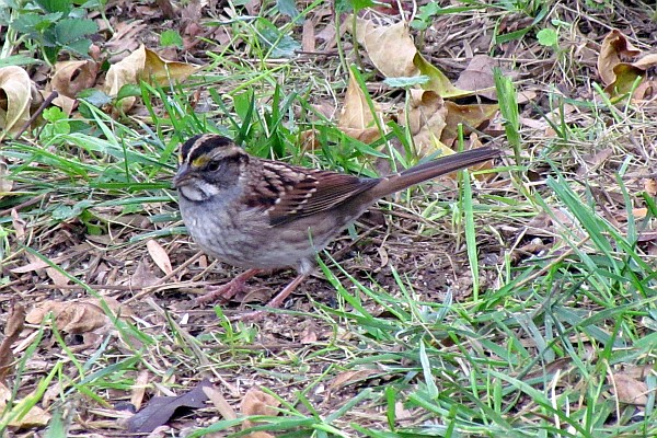 White-throated Sparrow