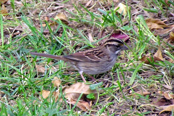 White-throated Sparrow