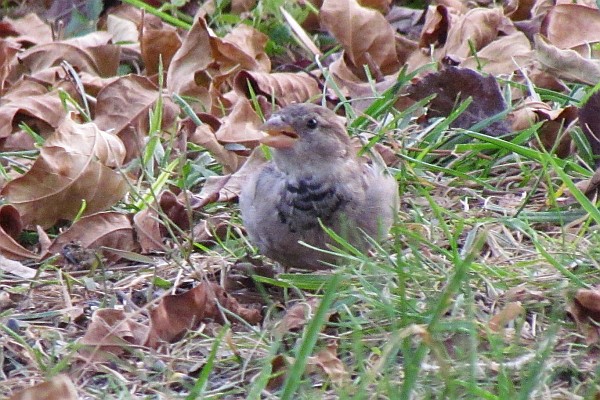 what is it--a sparrow?