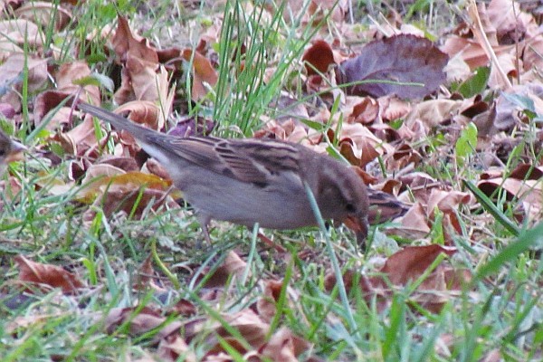 a female House Sparrow